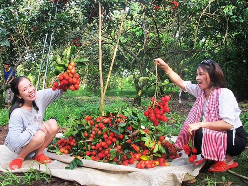 Tham quan vườn chôm chôm (theo mùa)